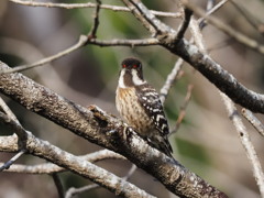 赤い目の鳥?