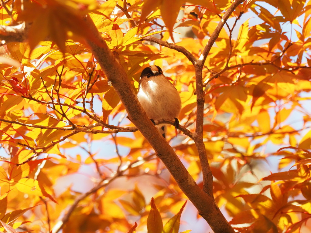 紅葉エナガちゃん