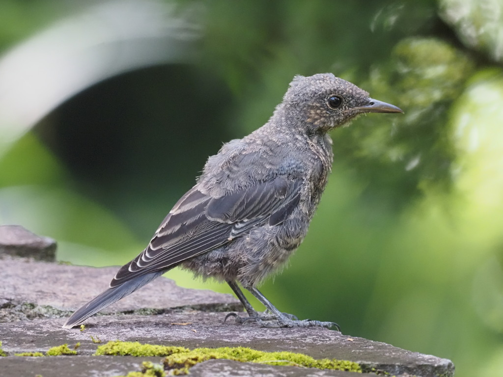 イソヒヨドリ幼鳥