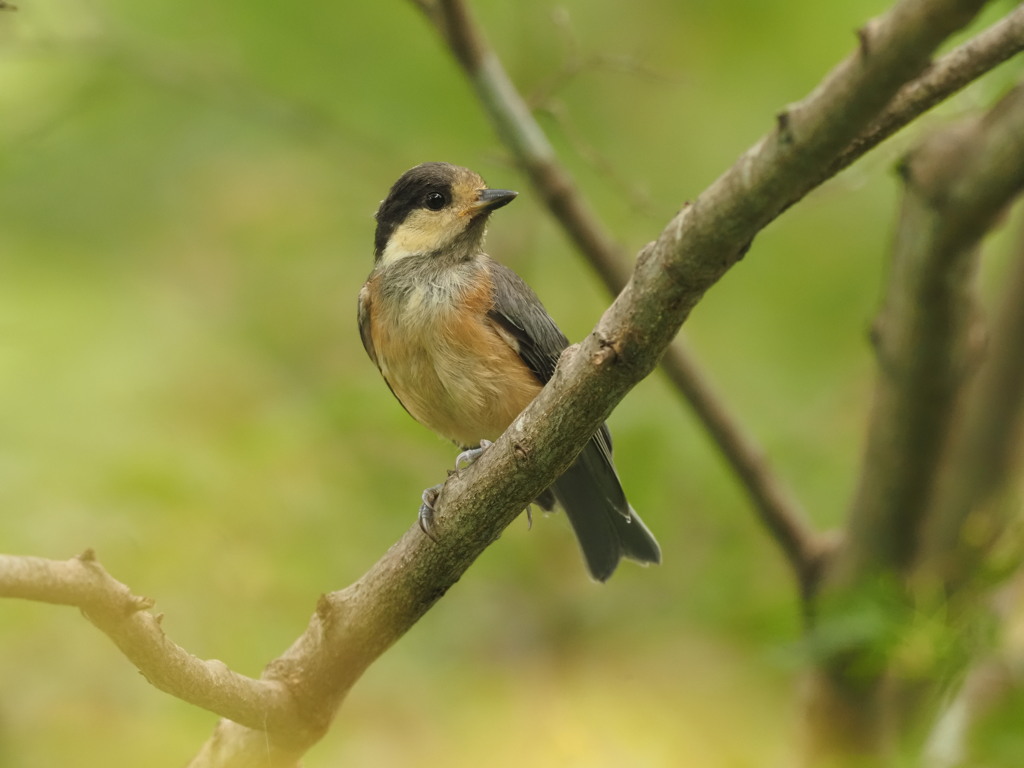 ヤマガラ幼鳥