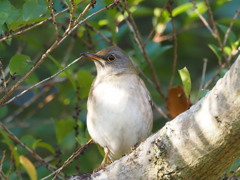 今年最初の野鳥もシロハラ