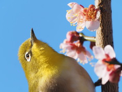 天仰ぐ