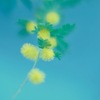 ほんのり開花のミモザ