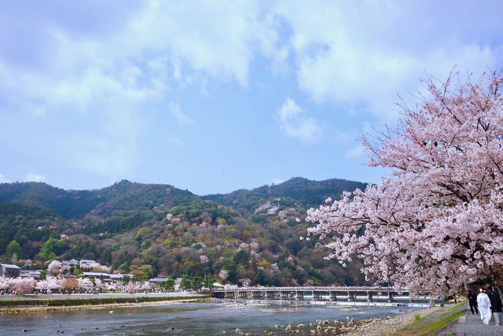 桜の候