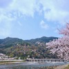 桜の候