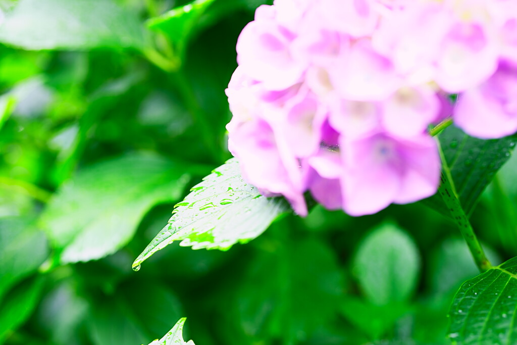 水滴