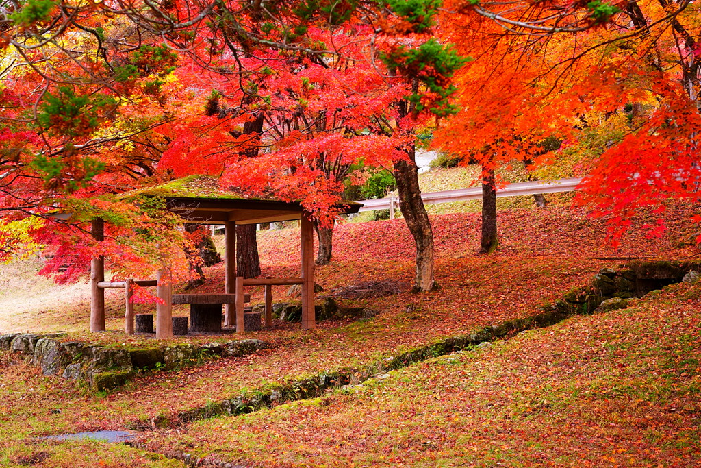 秋の色彩2