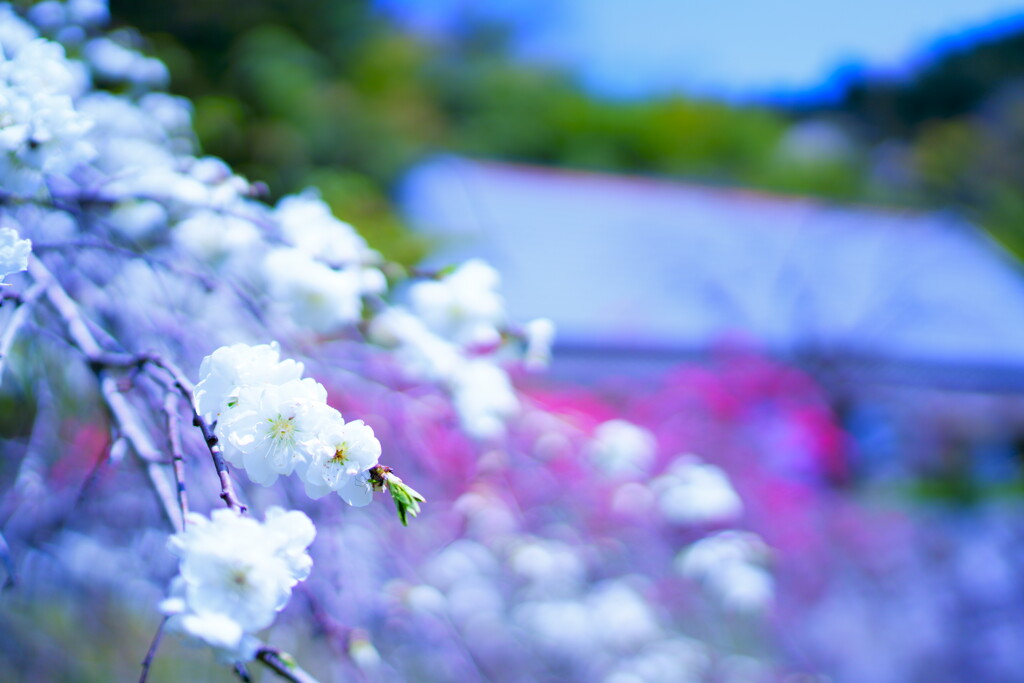 農村にて