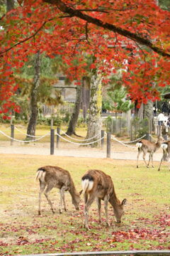 奈良公園