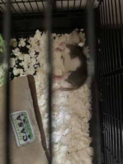 ごろーん
