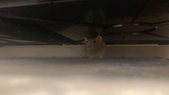 ほげー