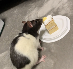 はじめてのケーキ(ペット用)
