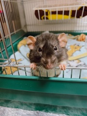 名前「ねずみ」