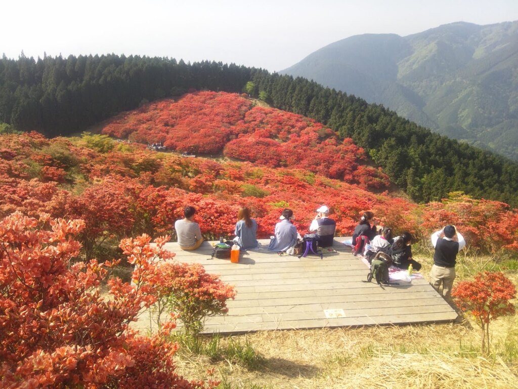 満開のツツジ・葛城山