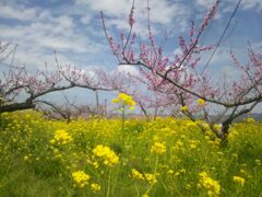 菜の花と桃の花