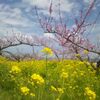 菜の花と桃の花