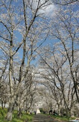 桜満開