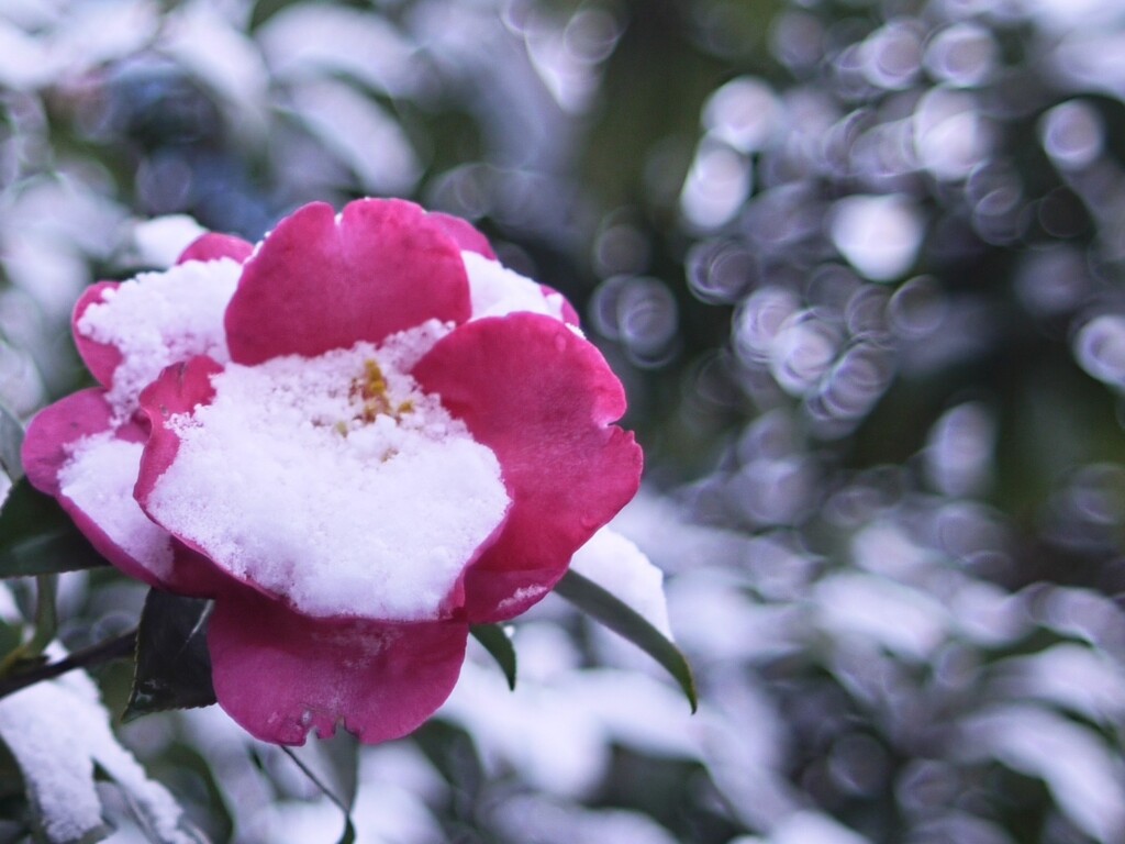 山茶花