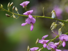 萩の花