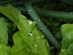 雨上がりの野菜たち