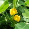 落花生の花