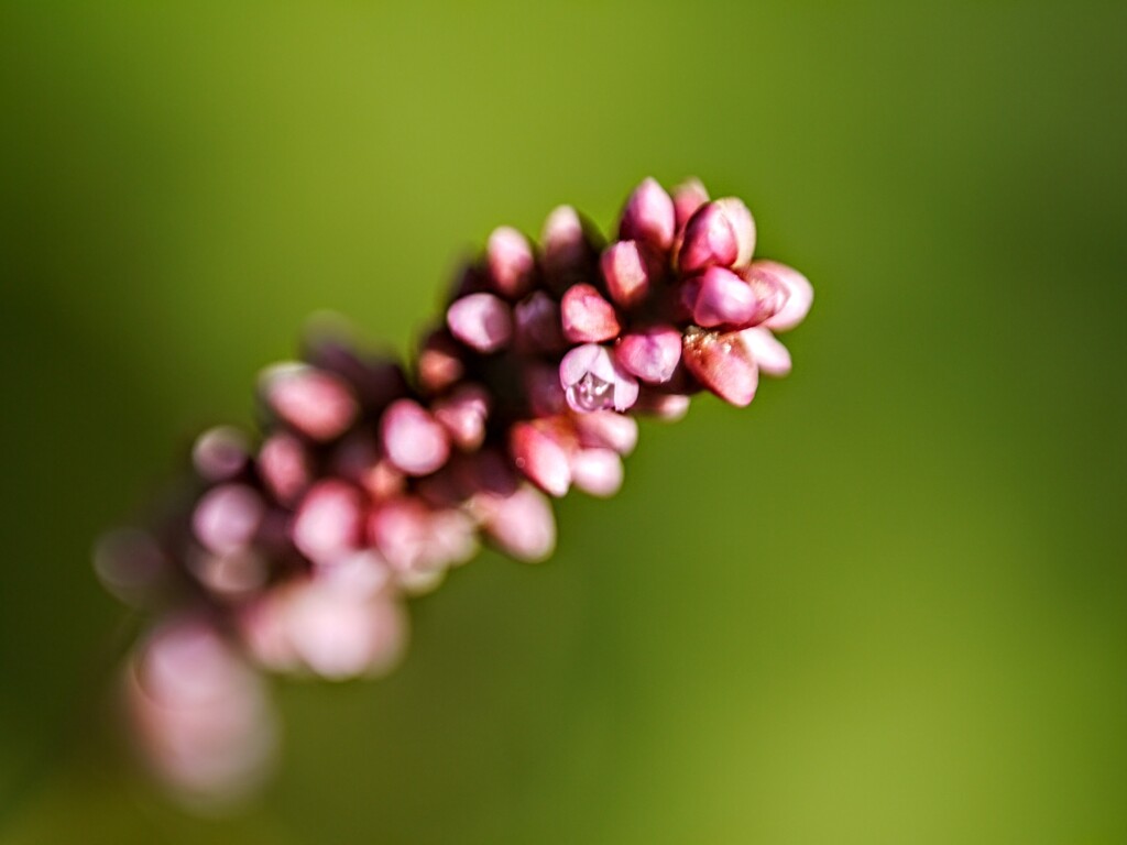 道端の雑草・イヌタデ