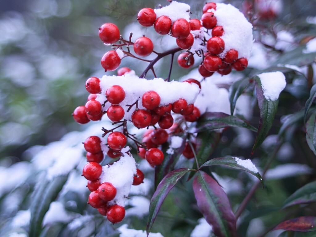 雪化粧