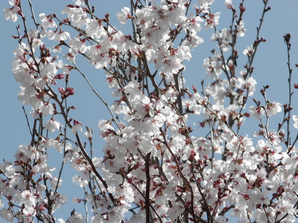 彼岸桜