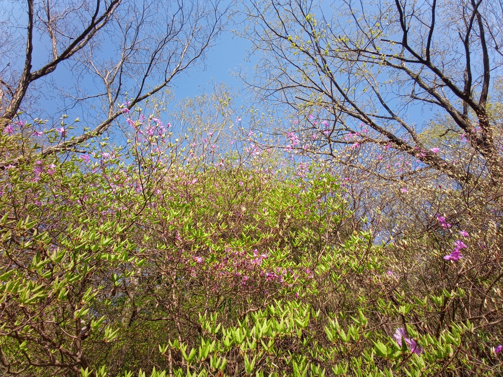 ミツバツツジ