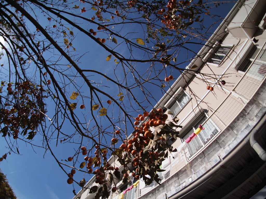 柿の木のある風景