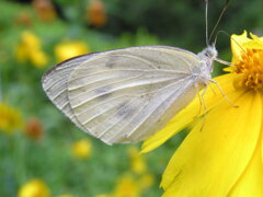 花と蝶（2012年）