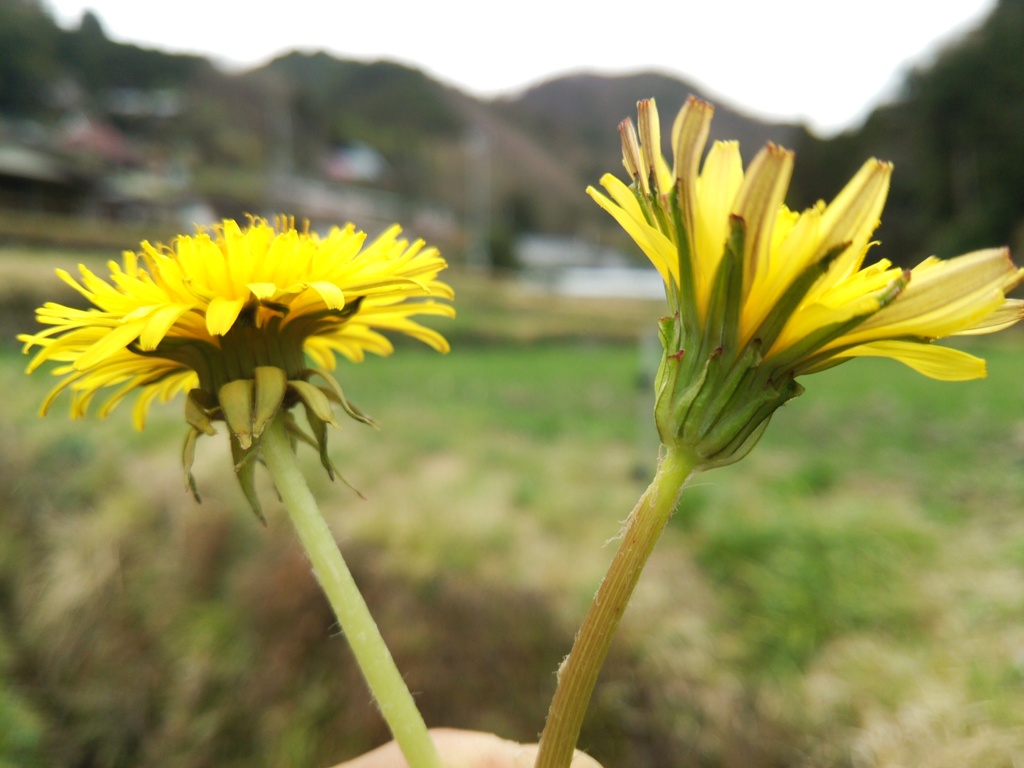 西洋タンポポと日本タンポポ By ほうちゃん Id 写真共有サイト Photohito