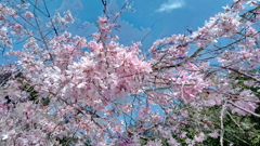 枝垂れ桜が満開