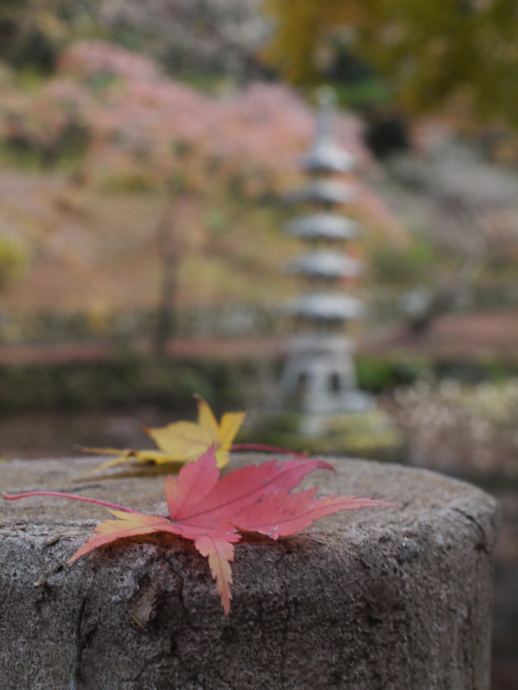 蓮池の秋・延命寺