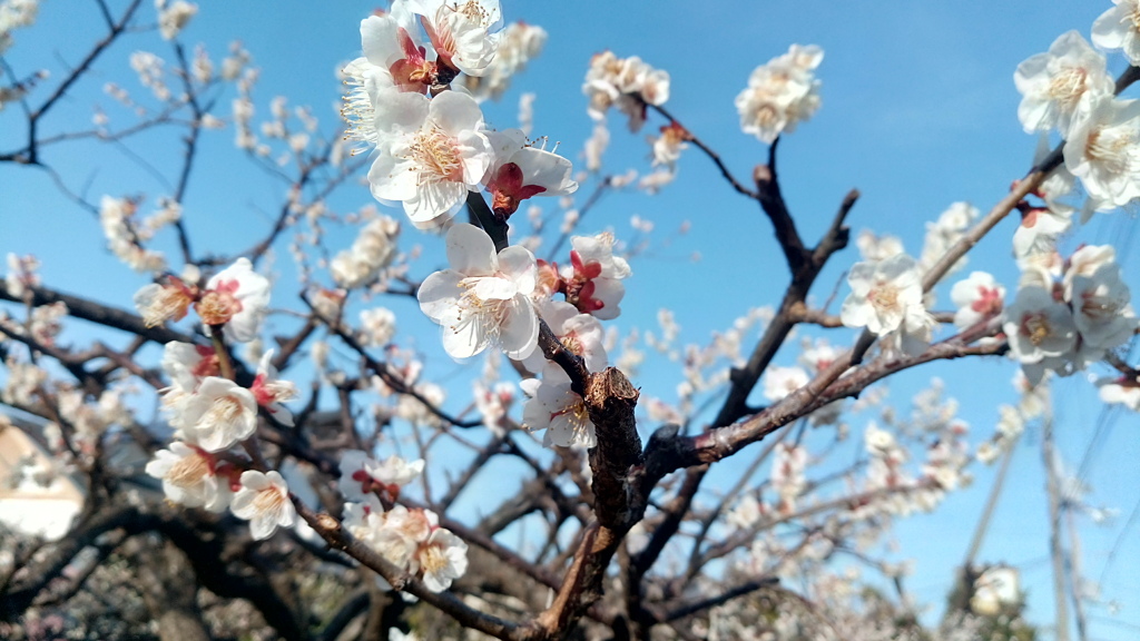 畑の梅が満開