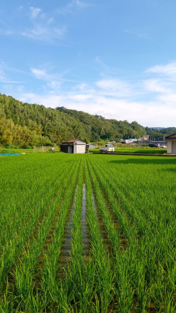 梅雨明けの水田