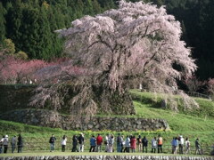 又兵衛桜