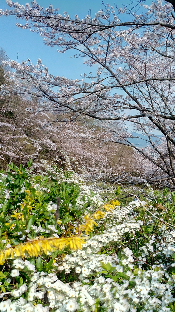 百花繚乱（ひゃっかりょうらん）