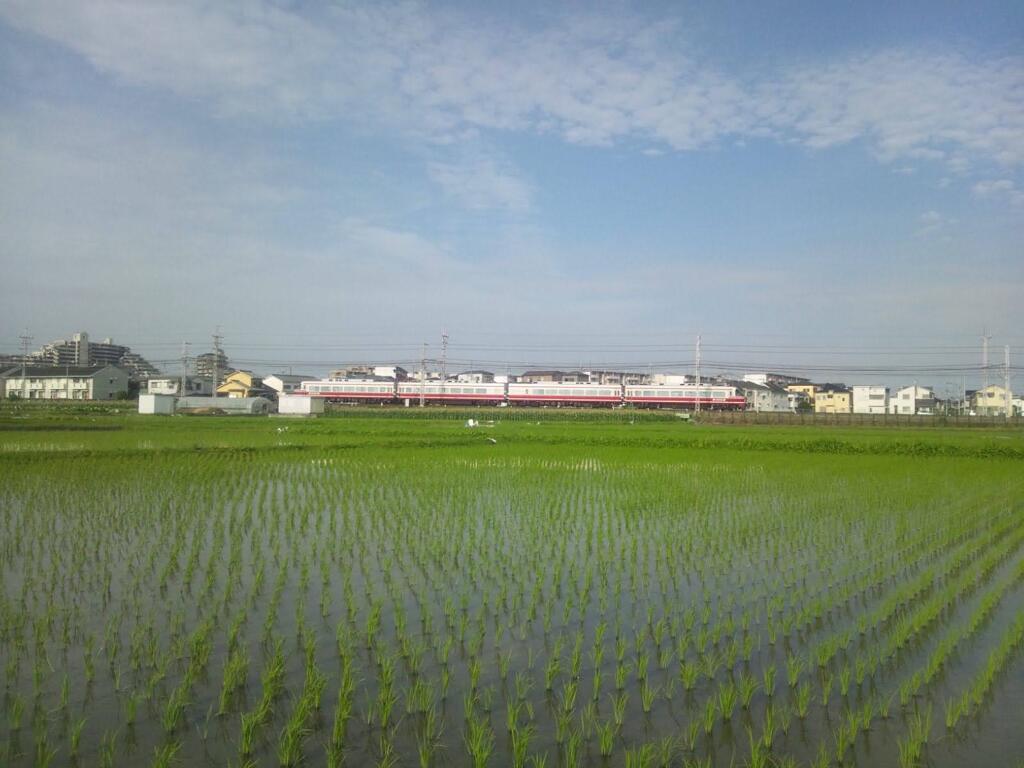 水田のある風景