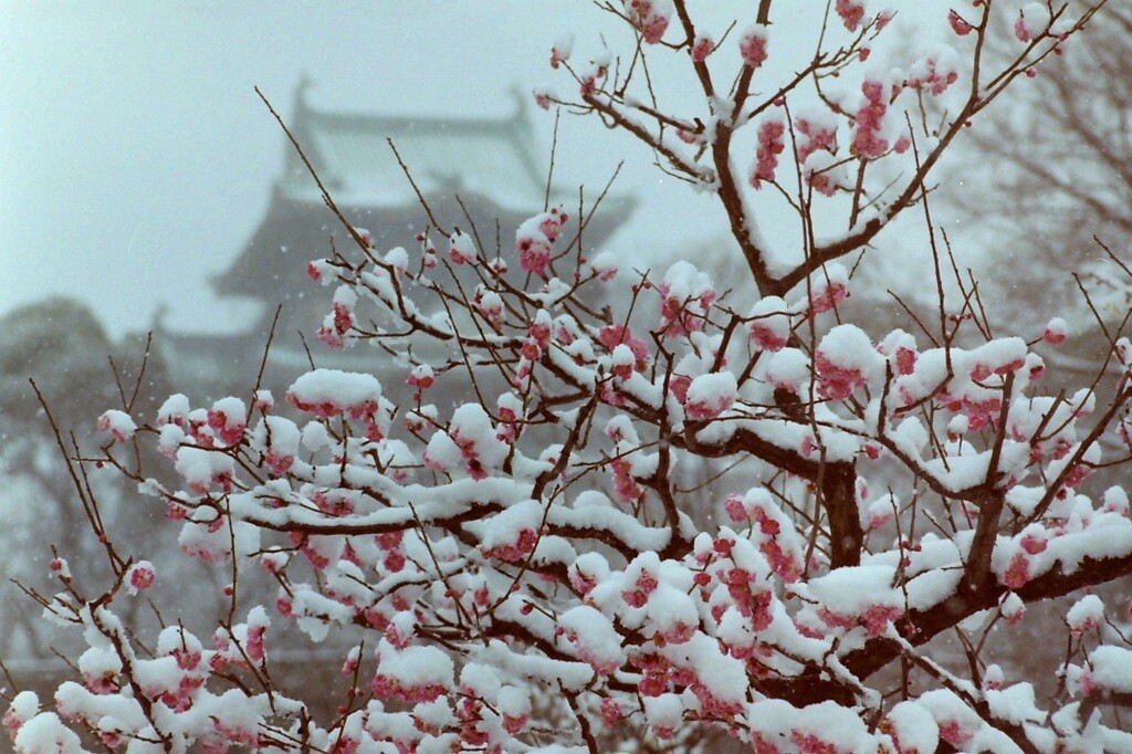 雪化粧