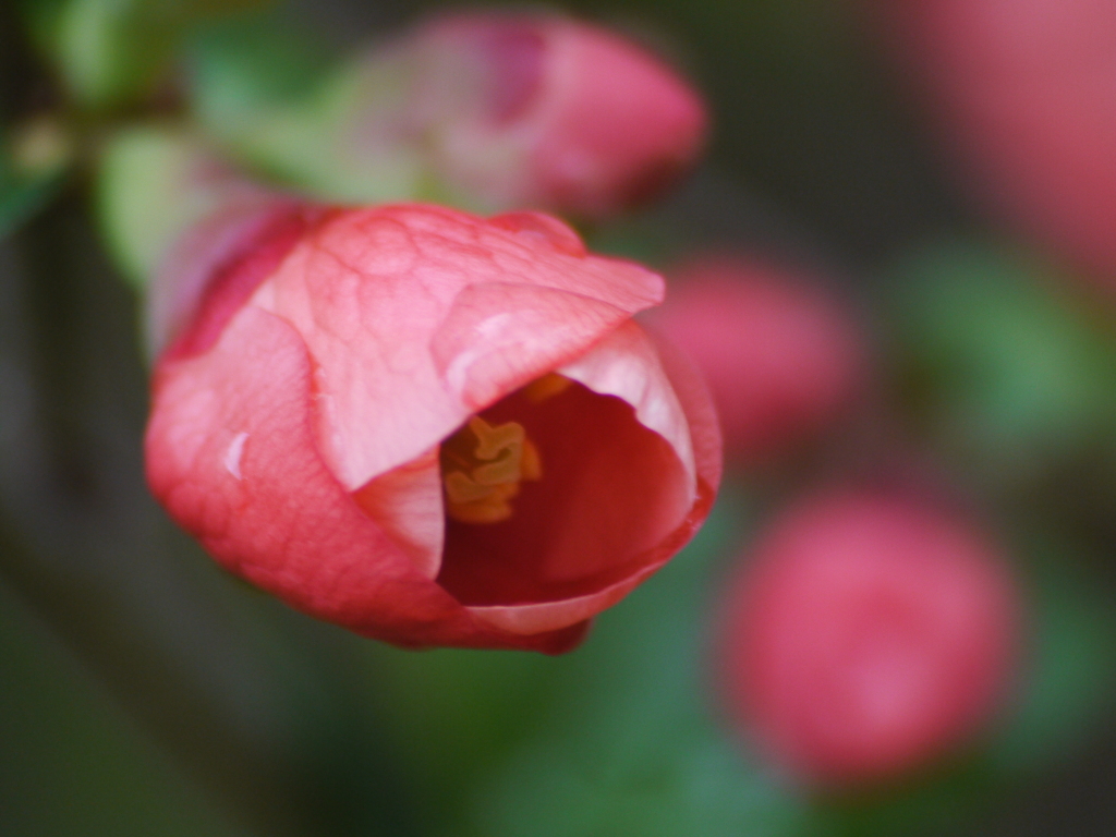 雨上がりのボケの花