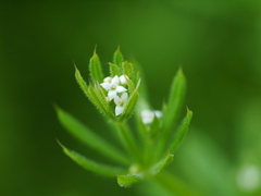 シラホシムグラの白い花