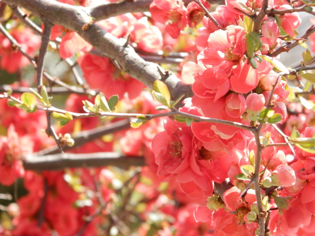 ボケの花