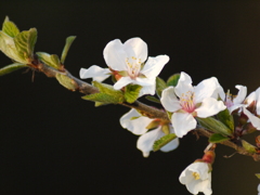 ユスラウメの花