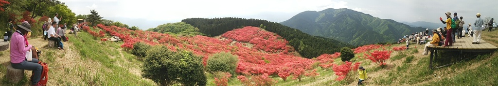 パノラマ撮影・山ツツジが満開の葛城山