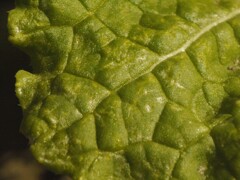 巻かなかった白菜の葉