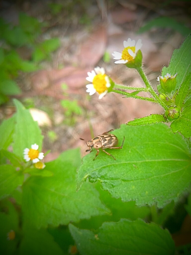 ハキダメギクとセマダラコガネ