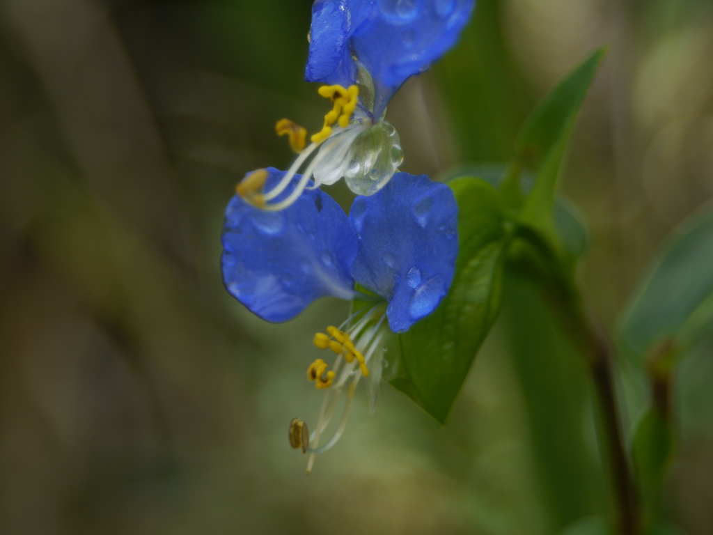 秋の梅雨草