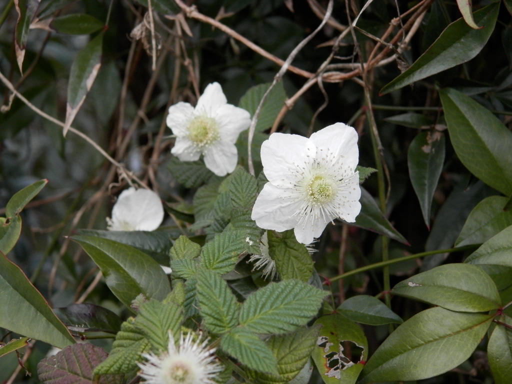 道端の野いちごの花