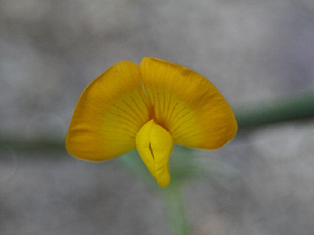落花生の花